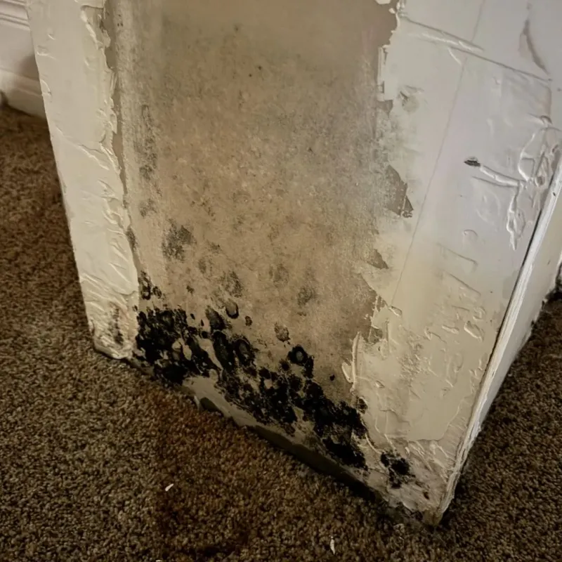 Professional Mold Removal in Kenton, OH